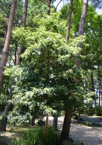 リョウブ全景
