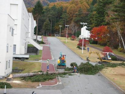 道路を横断