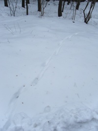 しっぽの跡