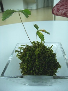 苔玉