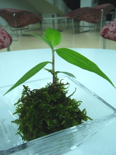 苔玉