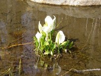水芭蕉