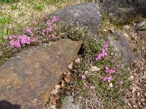 芝桜