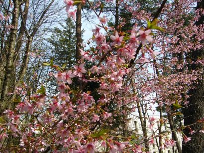 山桜