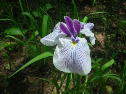 花菖蒲