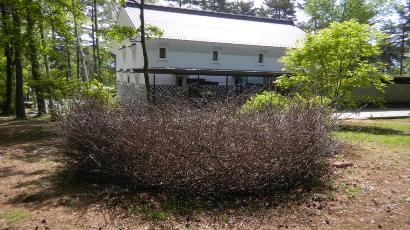 『巨大鳥の巣』