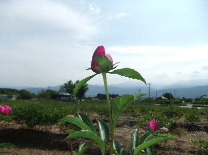 咲き始め