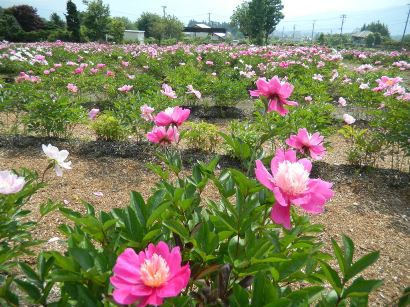 芍薬（6/11現在）