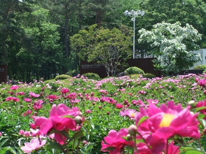 芍薬畑となんじゃもんじゃ
