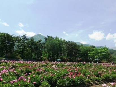 芍薬でお花見