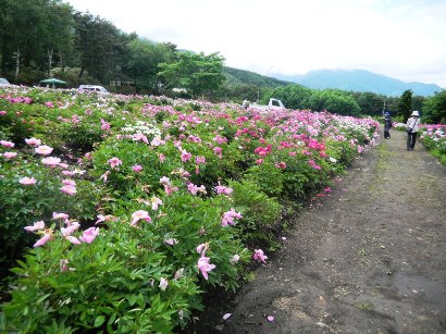 芍薬