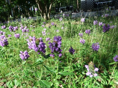 20110629_02.JPG