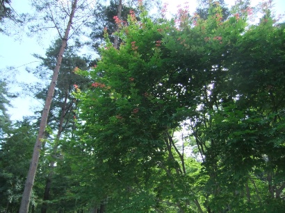 20110701_01.JPG