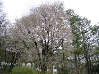 山桜　お客様駐車場入り口