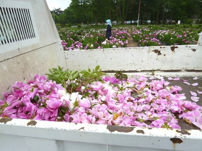 花摘み