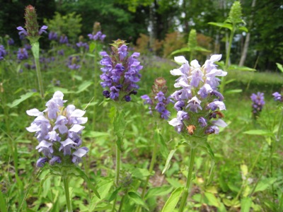 ウツボグサの白花品（6月26日）