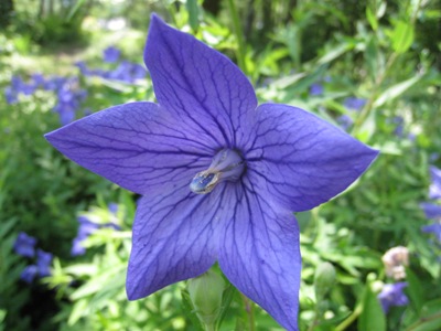 花弁が開いたばかりの花