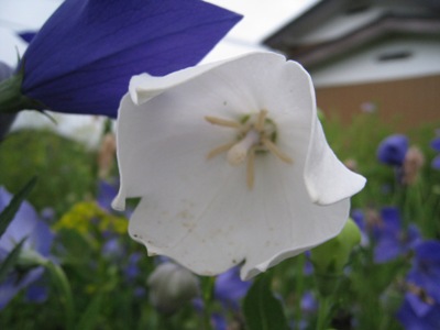 バリエーション（１）　白花