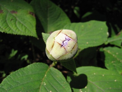 タマアジサイ　開花逆回し－３