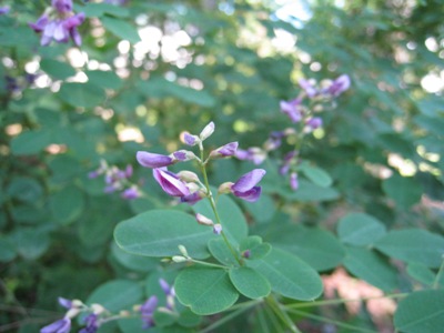 ヤマハギの葉っぱは丸い