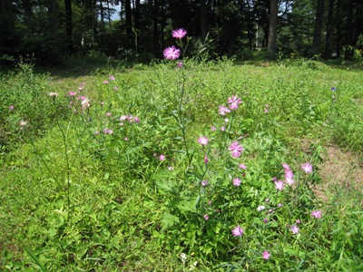 20120806_42%280730%29.JPG