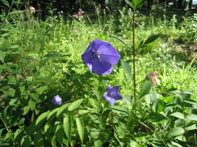 20120806_43%280731%29.JPG