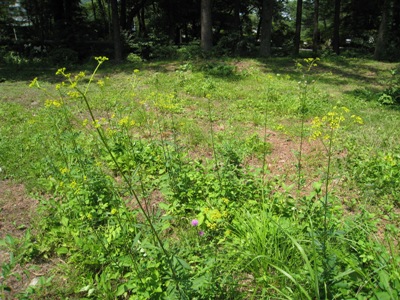 20120806_44%280730%29.JPG