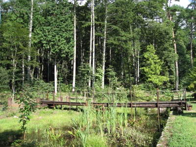 水芭蕉池　2012年夏