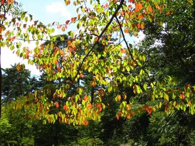 カスミザクラの紅葉