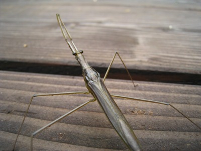 ミズカマキリ