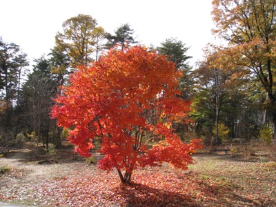 １１月１４日