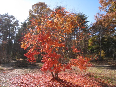 １１月１６日