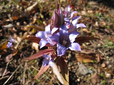 リンドウの花