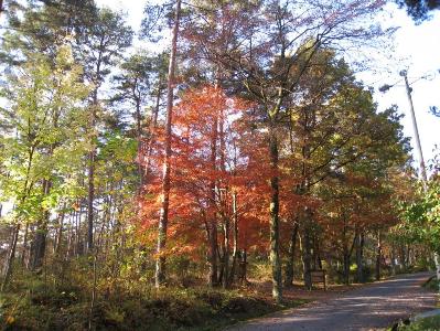 整備後１年め秋_2011年11月4日
