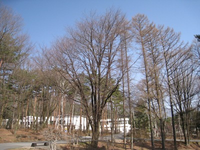 2013年４月５日の様子