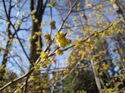 アブラチャンの花