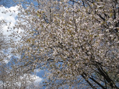 20130501_12.JPG