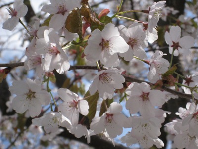 20130501_13.JPG