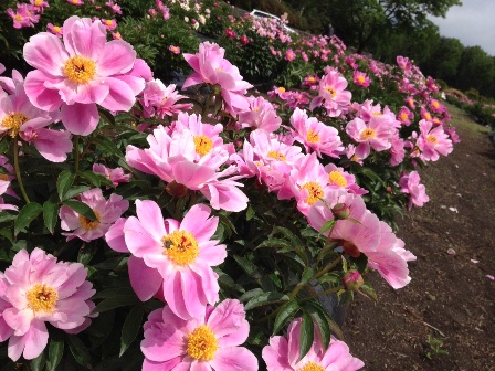 201305302.JPG