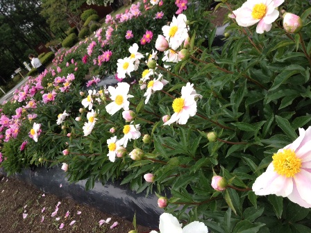 201305303.JPG