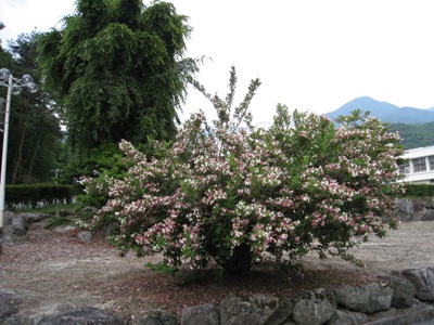 20130618_01.JPG