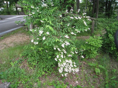 20130618_03.JPG