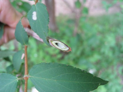20130618_05.JPG