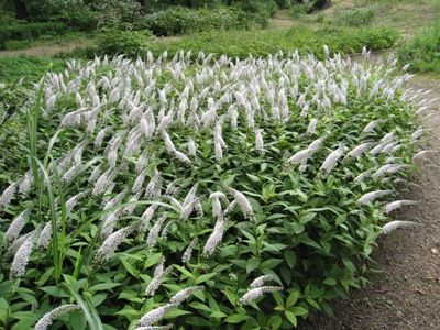 20130702_11.JPG