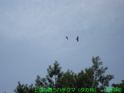 20130719_03.jpg