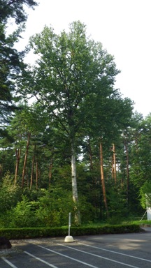 20130809_21.JPG