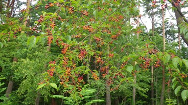 20130820_02.JPG