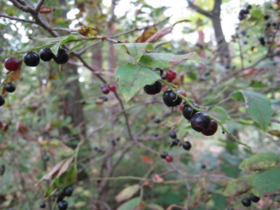 20131008_03.JPG