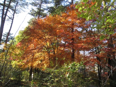 20131105_03.JPG