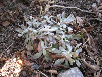 20140107_03-gogyo.JPG